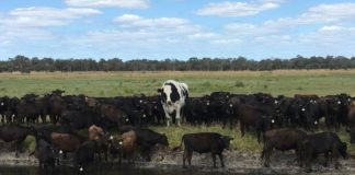 Detectan en Brasil dos casos atípicos de "vacas locas"