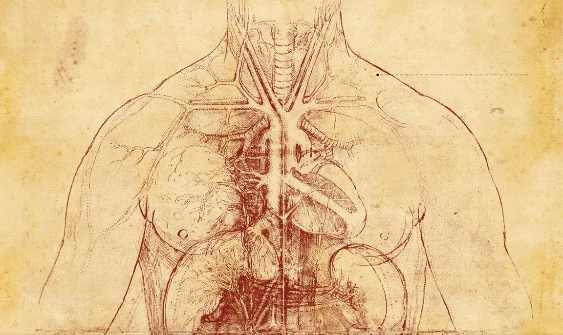 Леонардо да Винчи анатомия органы