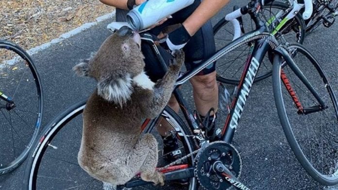 Un koala agotado por la sed paró a una ciclista australiana en busca de ayuda
