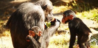 Los chimpancés aprenden el empleo de herramientas y lo comparten con sus allegados