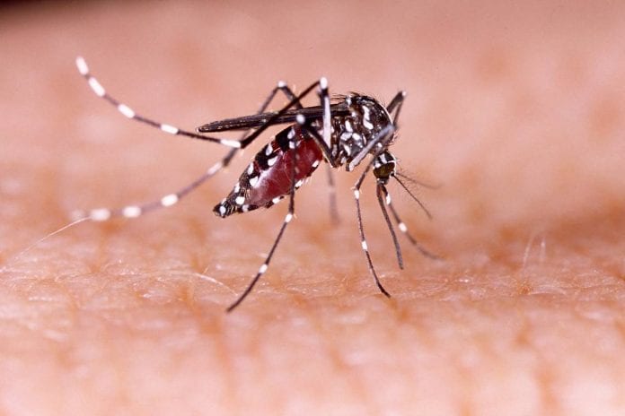 Bolivia dengue