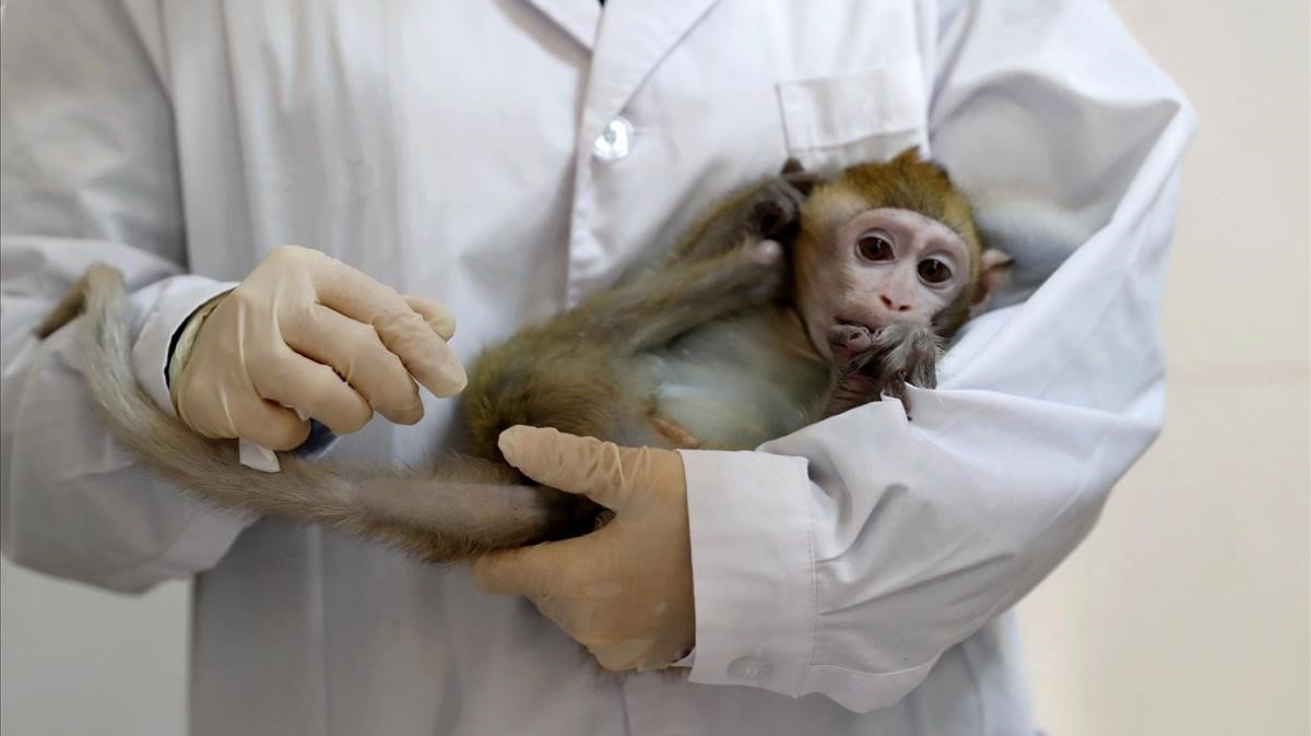 Monos infectados con coronavirus desarrollaron inmunidad a corto plazo