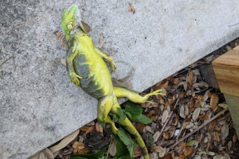 "lluvia" de iguanas congeladas en Florida