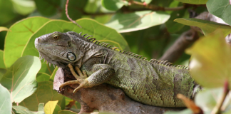 Alertan en Miami sobre caída de iguanas de los árboles por bajas temperaturas