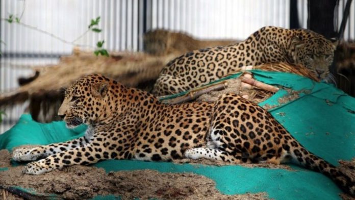 modelo leopardo