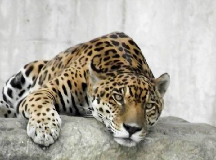 jaguar Parque del Este