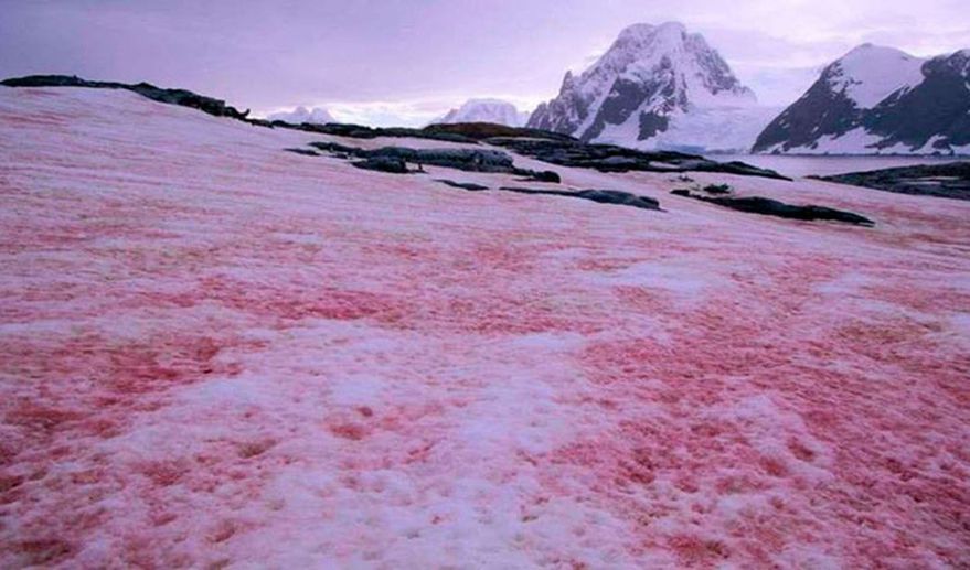“Nieve de sangre”: el espeluznante fenómeno que afecta a la Antartida