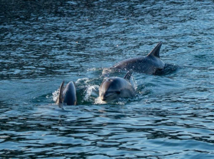 delfines muertos Turquía