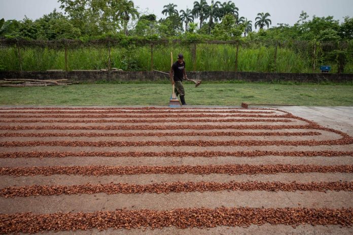 Cacaoteros venezolanos buscan elevar producción a 60.000 toneladas en 3 años
